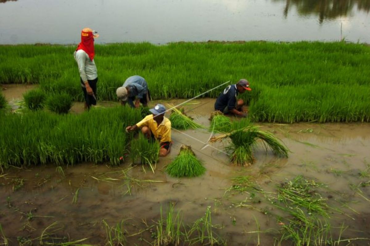 Petani disarankan tanam padi pada musim tanam kedua