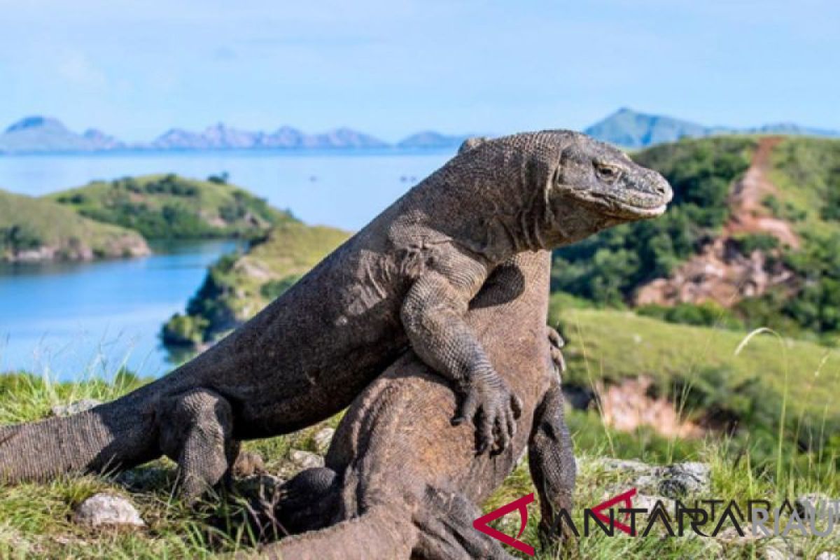 Jusuf Kalla: Ditutup atau tidak Taman Nasional, Komodo tetap perlu makan