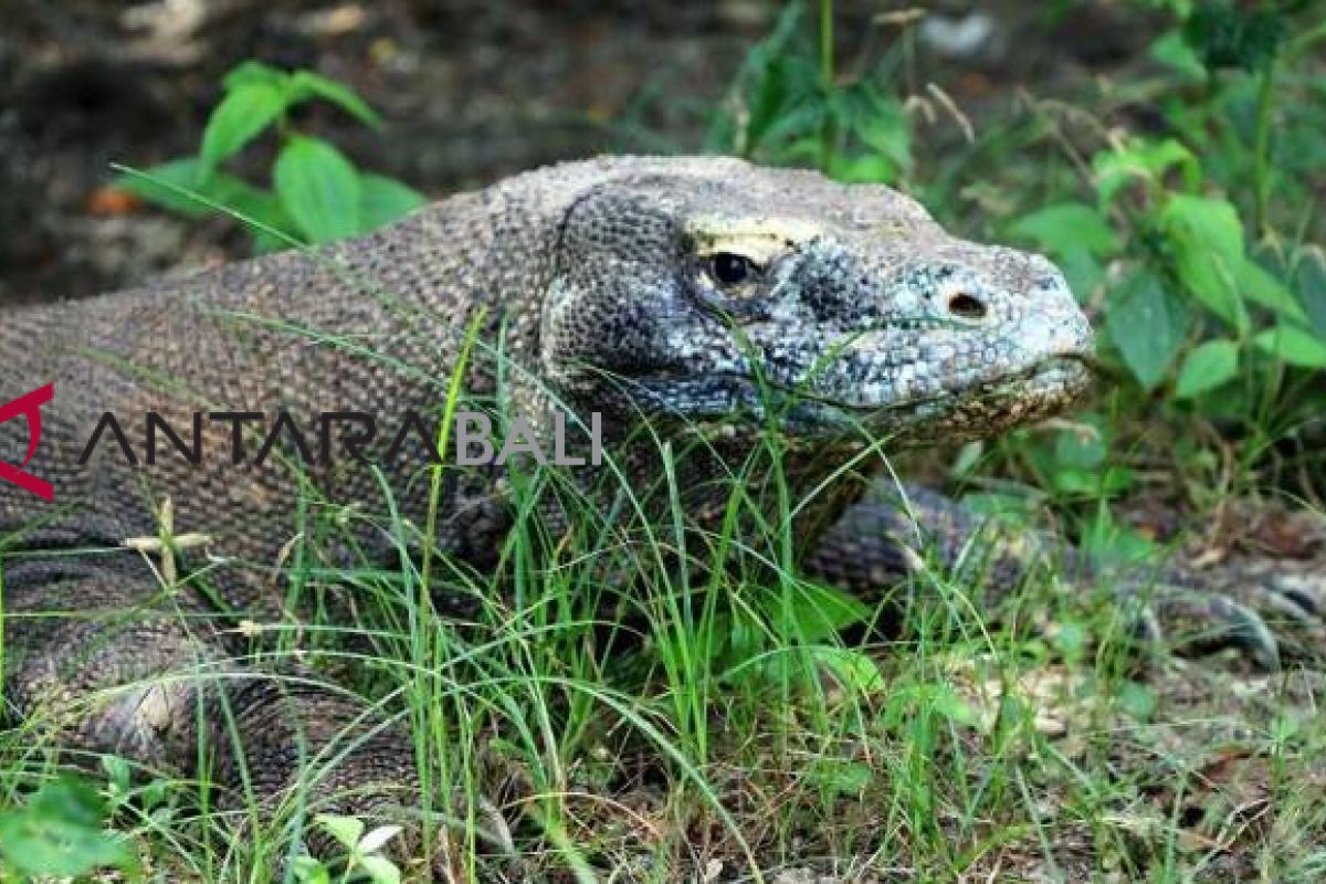 Pekan depan, Kemenko Maritim gelar rapat rencana penutupan Taman Nasional Komodo