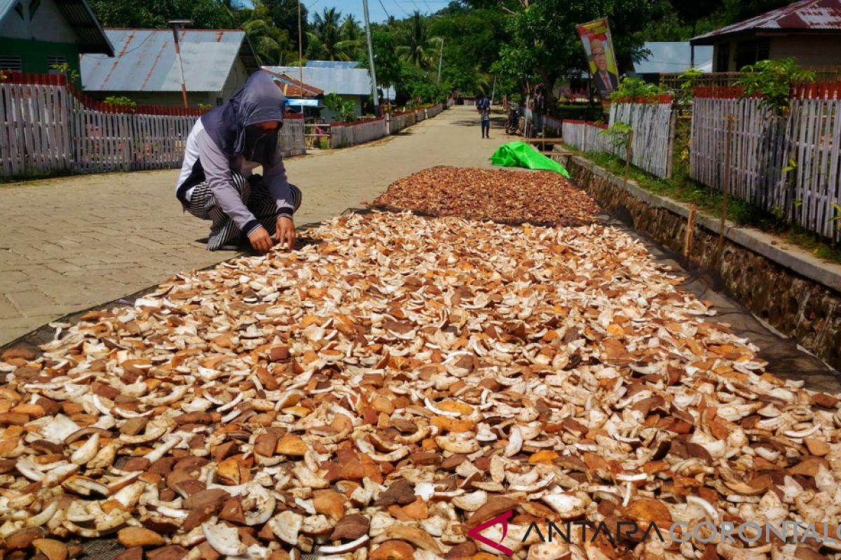 Petani Ponelo Kepulauan Harap Harga Kopra Kembali Naik