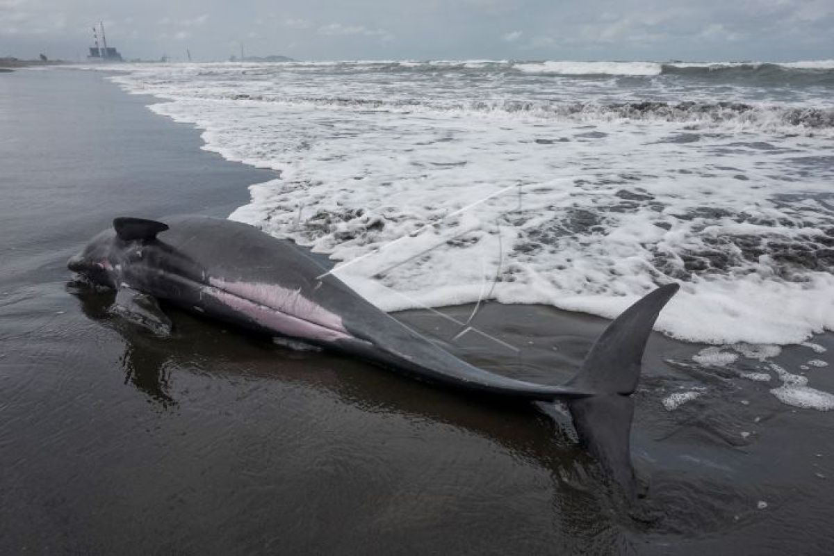 Seekor lumba-lumba terdampar di Pantai Serang