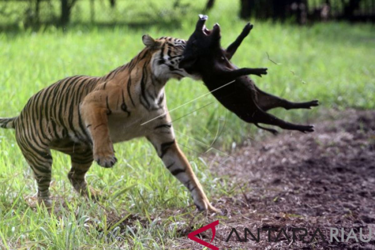Seekor harimau Sumatra masuk kampung di Solok Selatan