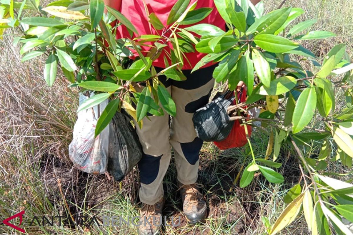 Mangrove Bengkulu perlu dipertebal