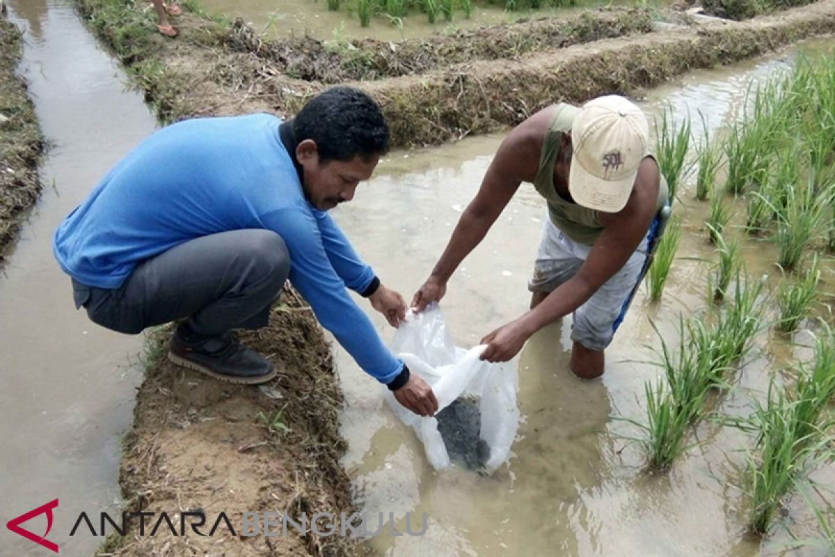 Petani Mukomuko uji coba kembali mina padi