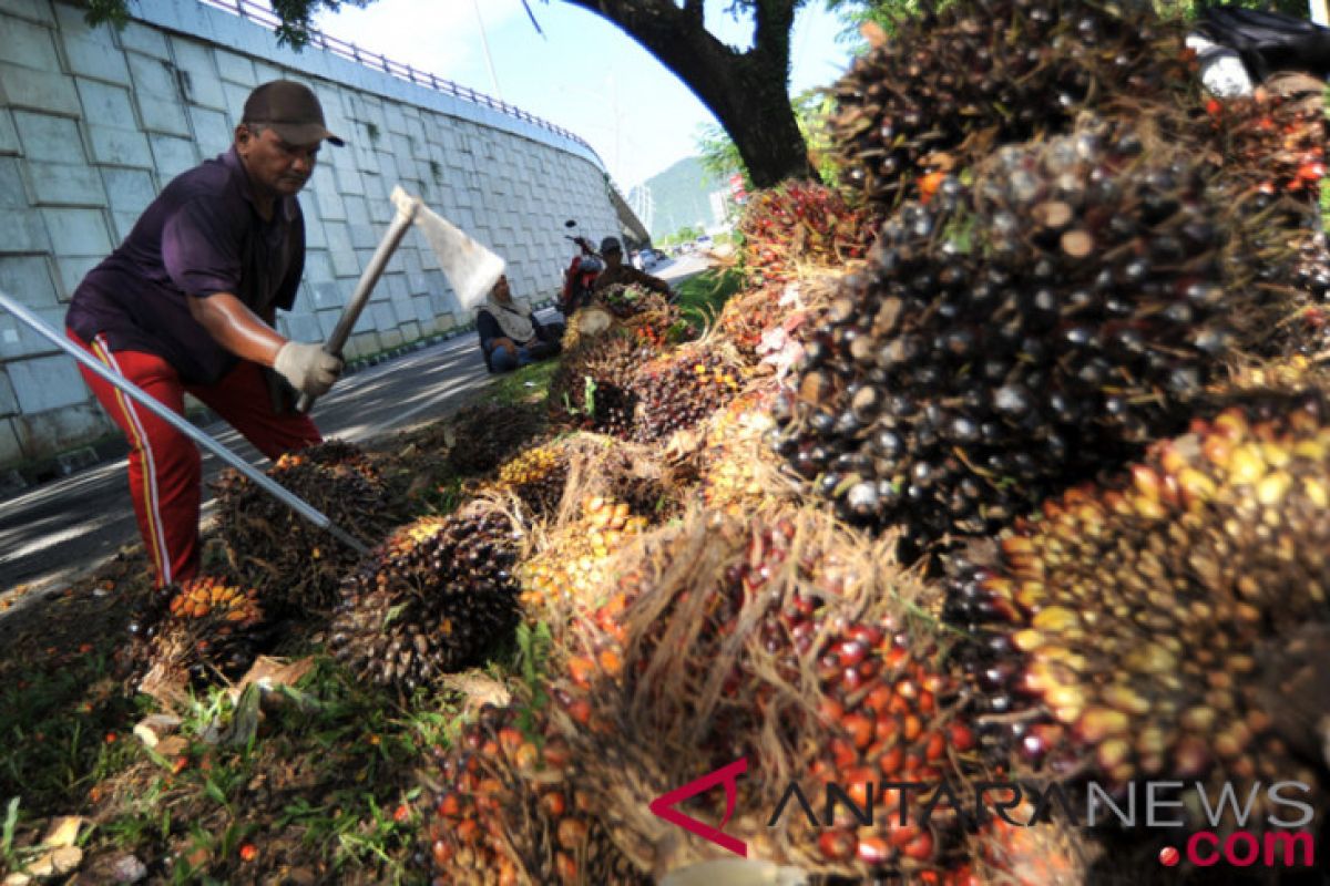 Harga sawit Riau naik Rp123,97 per kg