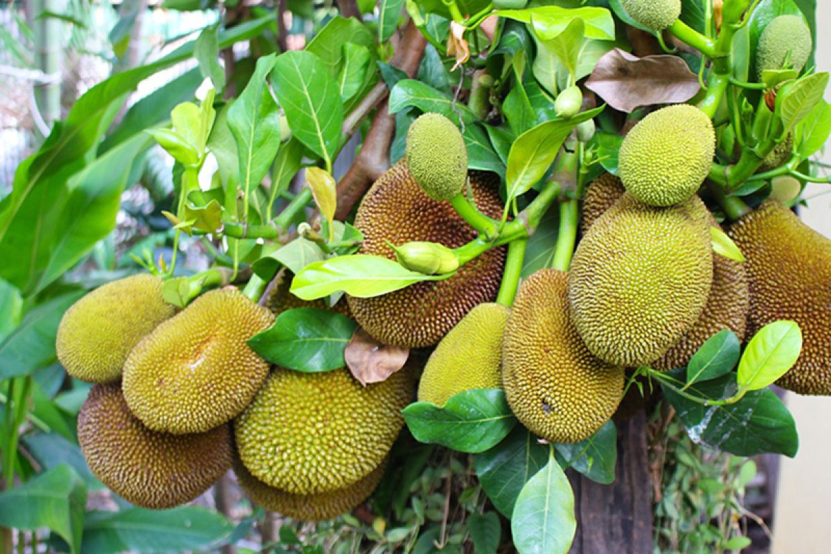 Bengkulu Selatan ubah desa rawan pangan menjadi lumbung nangka