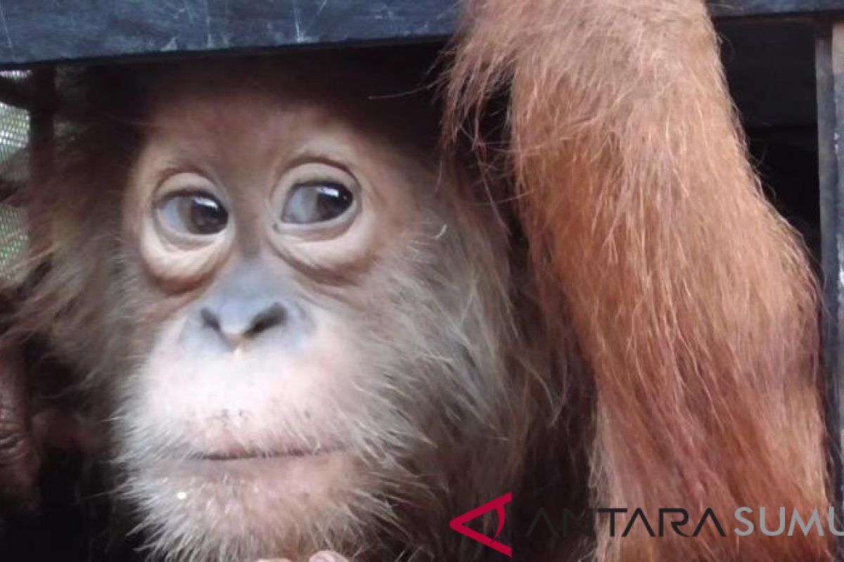 YOSL-OIC evakuasi Orangutan Sumatera dari Aceh