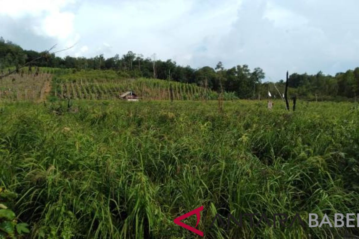 Petani desa Bukit Layang kembangkan padi gogo