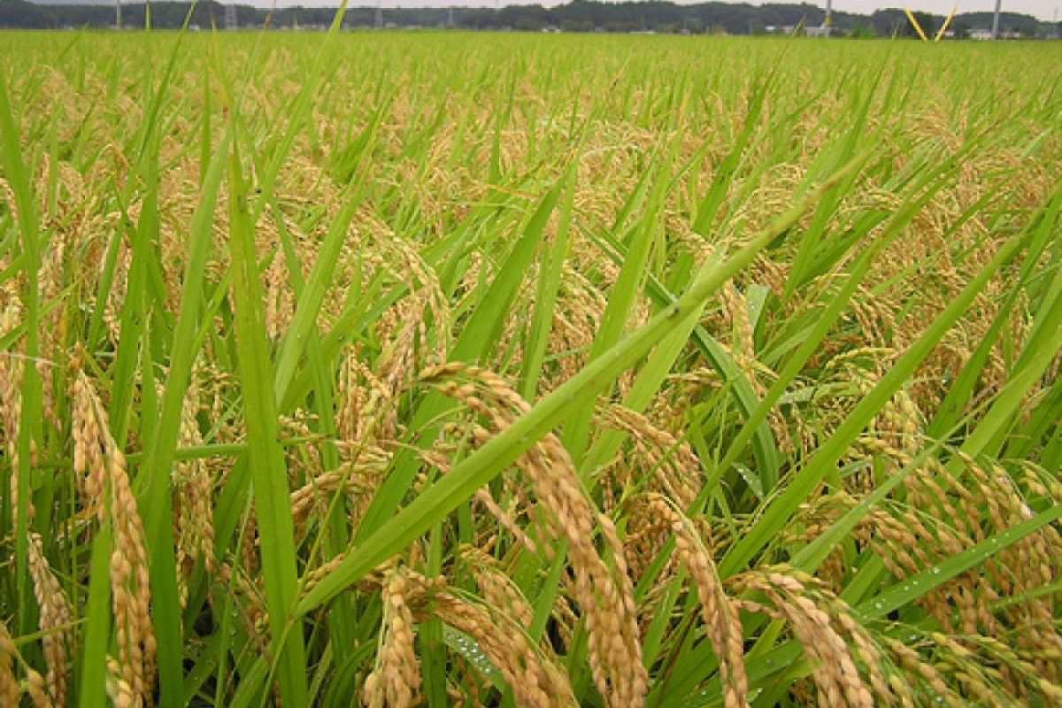 Padi Siganteng ditetapkan sebagai varietas padi unggulan