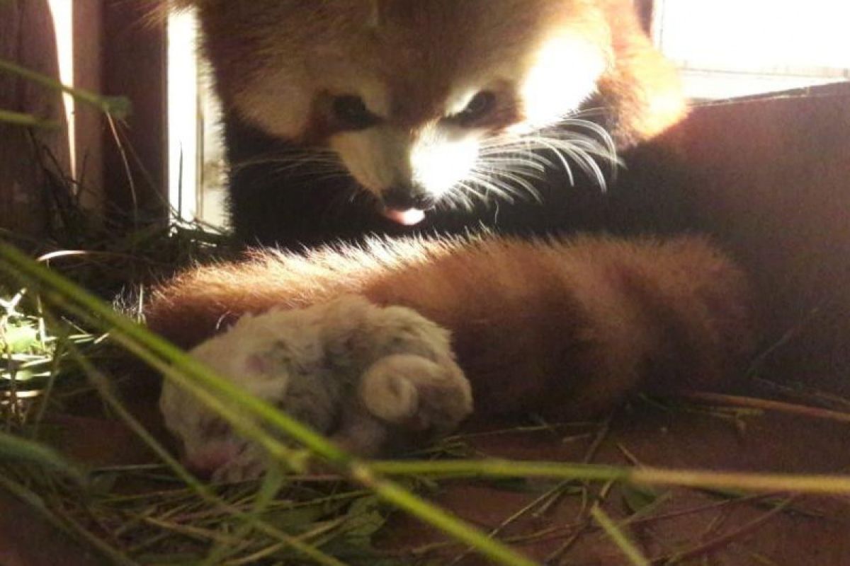 TSI benarkan kelahiran bayi Red Panda