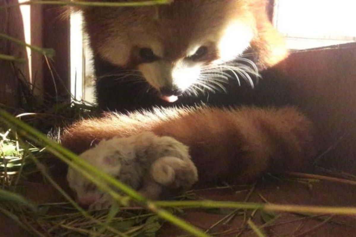 Panda merah pertama Indonesia lahir di Bogor