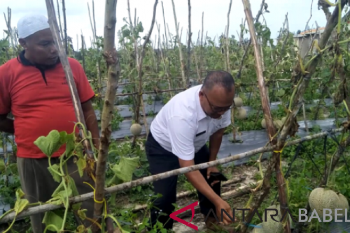 Dinas Pertanian Bangka Selatan panen melon di kebun percontohan masyarakat