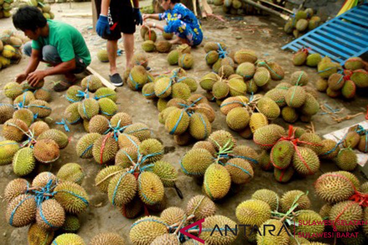 Panen raya buah durian di Mamuju