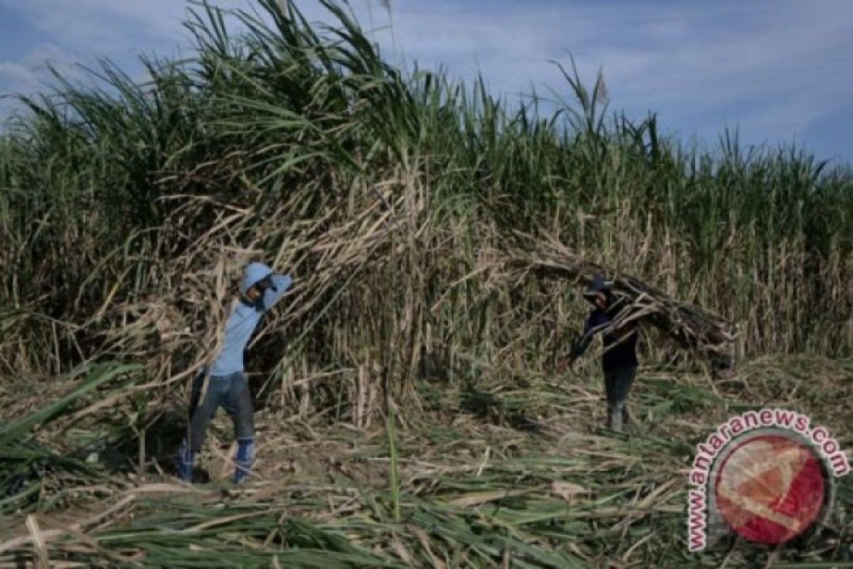 Peneliti: revitalisasi pabrik gula terhambat keterbatasan lahan tebu