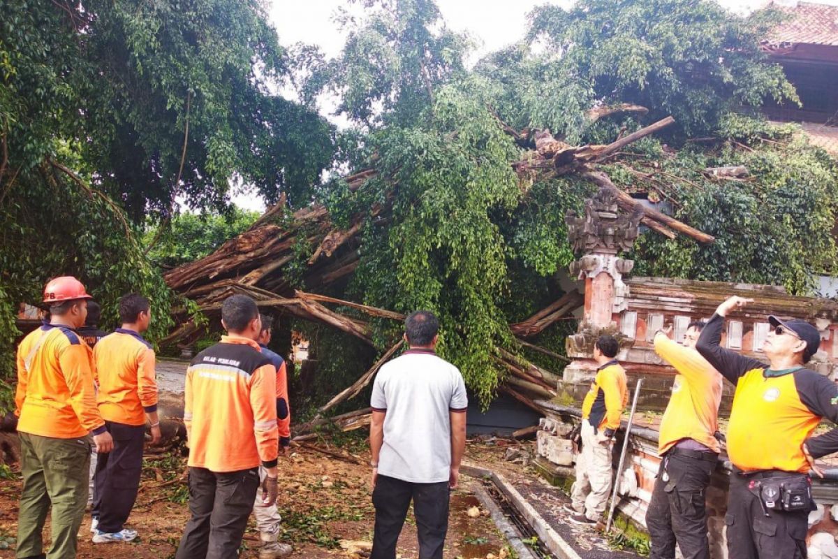 Beringin tumbang timpa wantilan rumah jabatan Gubernur Bali