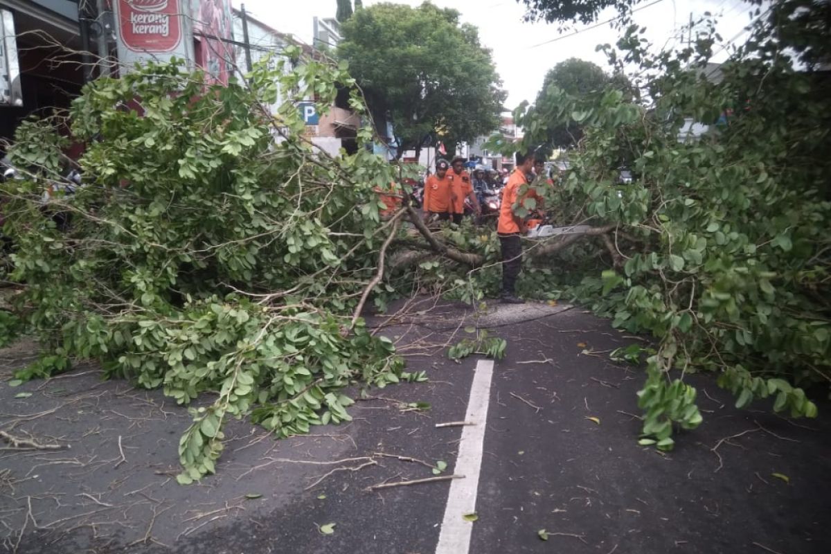 Angin Kencang Tumbangkan Sejumlah Pohon di Jember