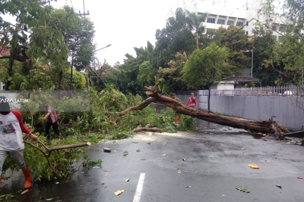 Pohon Tumbang Sebabkan Kemacetan Lalu Lintas di Simpang Dukuh Surabaya