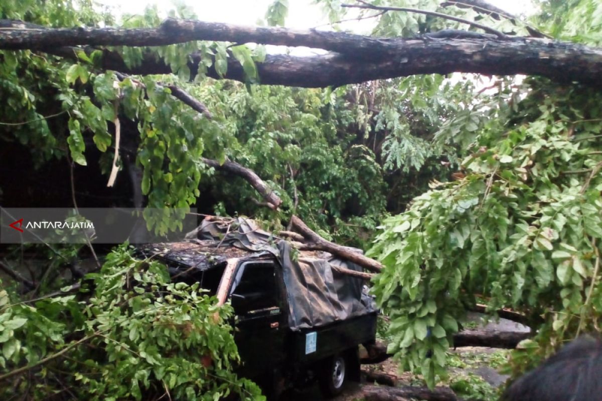 Pohon Tumbang di Surabaya Menimpa Mobil Pikap, Pengemudi Selamat