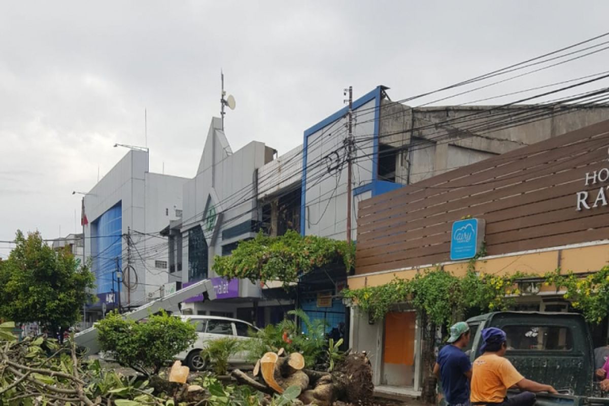 Pemkot Mataram ingatkan warga waspadai pohon tumbang