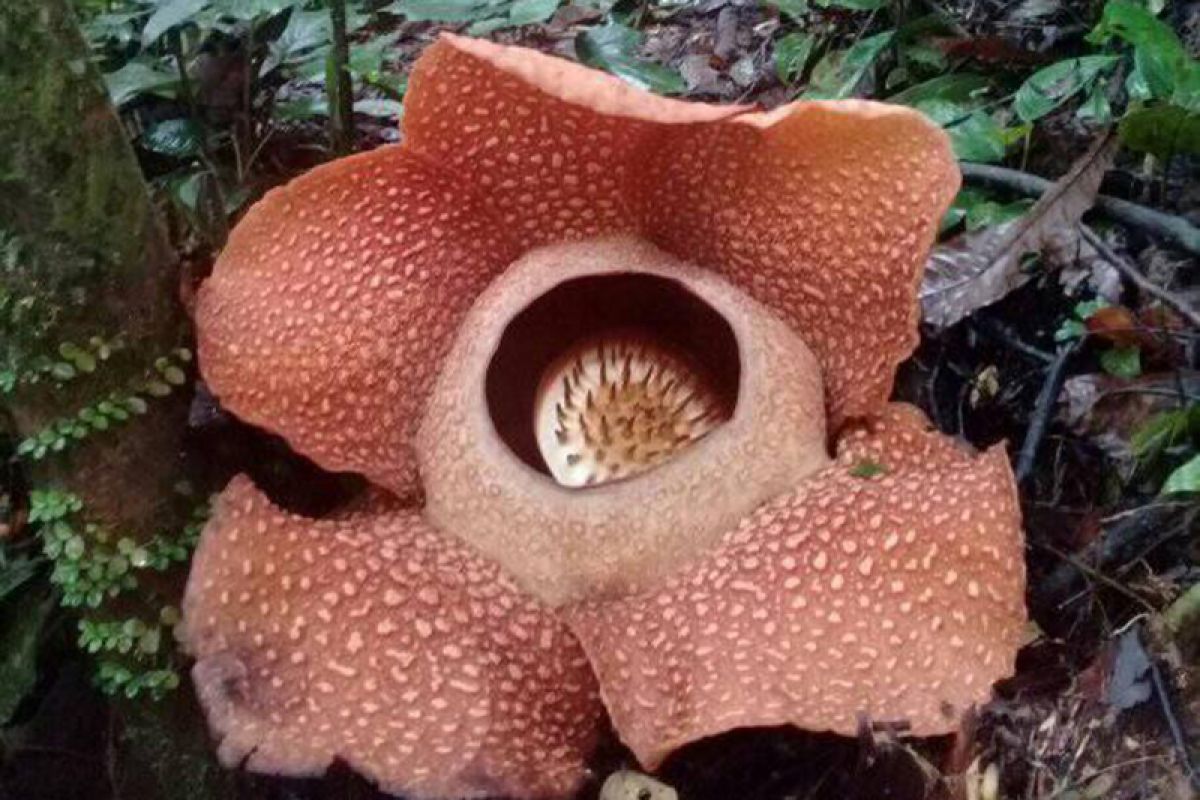 Rafflesia arnoldii mekar di Taba Penanjung