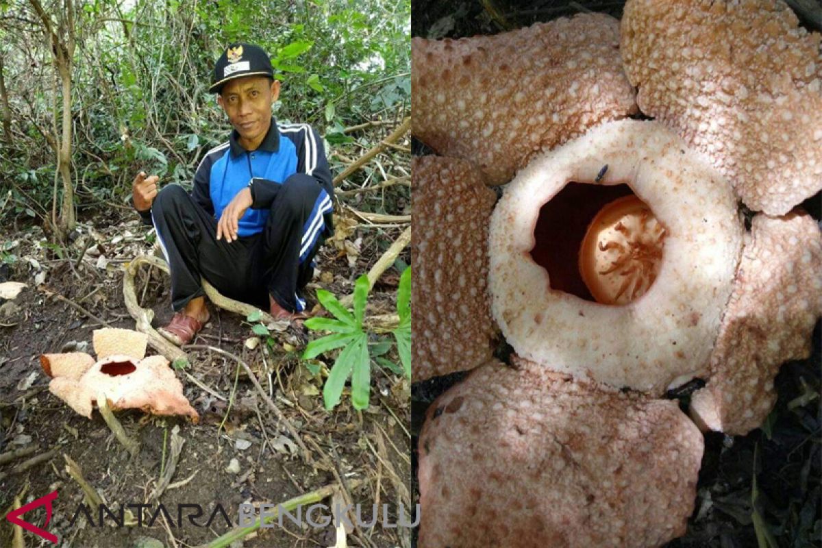 Disparpora: Peneliti identifikasi bunga rafflesia di Mukomuko