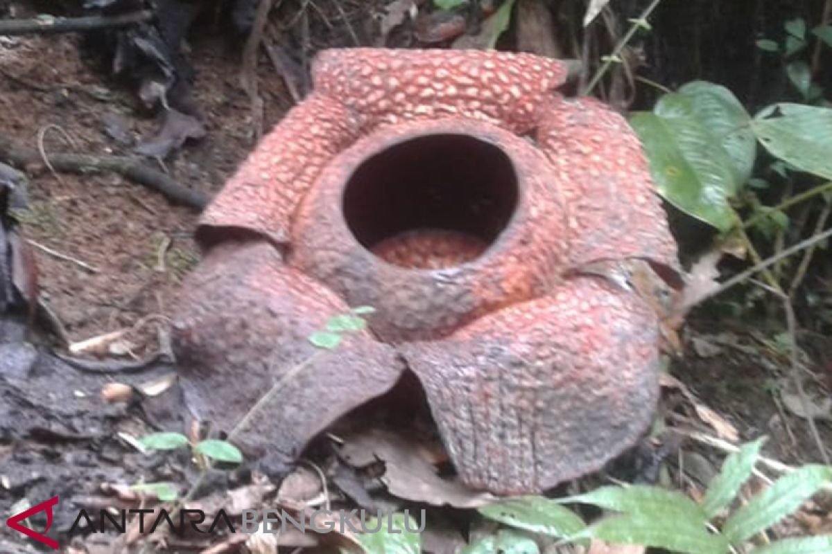 Bunga Rafflesia Arnoldii mekar di Rejang Lebong