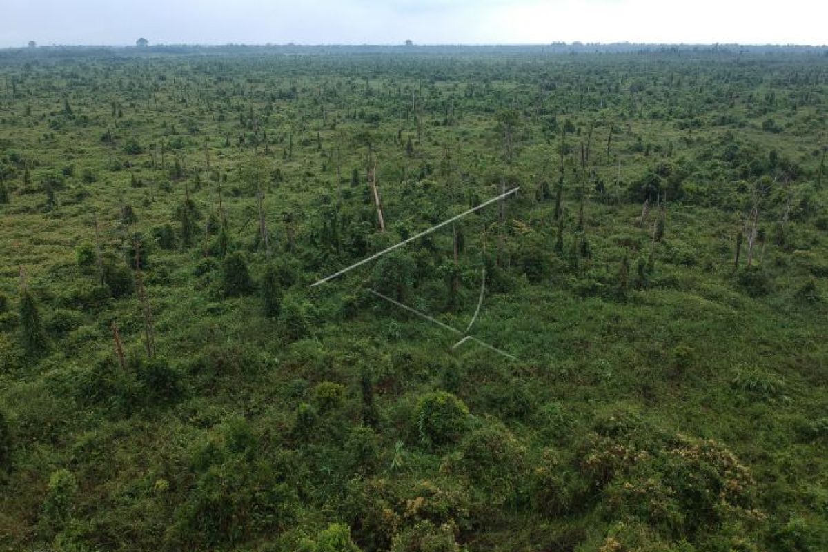 Hutan rawa Pematang Damar terbengkalai pascaterbakar