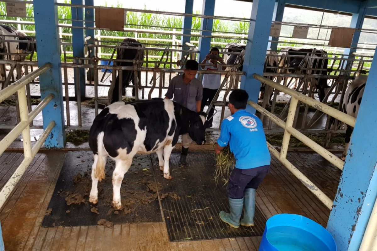 Sapi jenis ini diharapkan bisa wujudkan swasembada daging