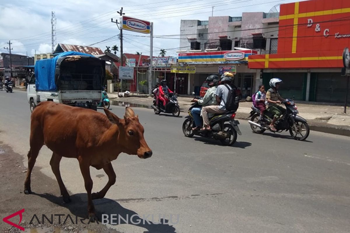 Tiga ekor sapi berkeliaran akibatkan kecelakaan di Rawa Makmur