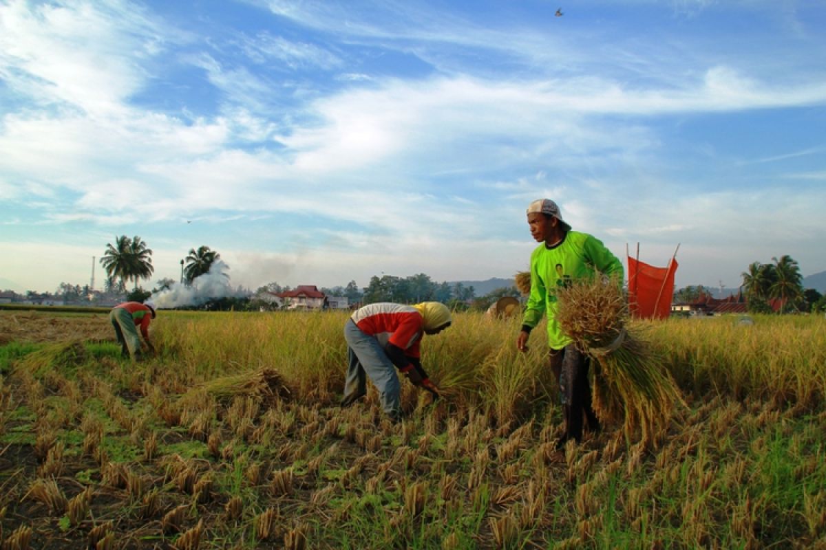 Ratusan hektare sawah di Cilacap dan Banyumas terendam banjir (VIDEO)