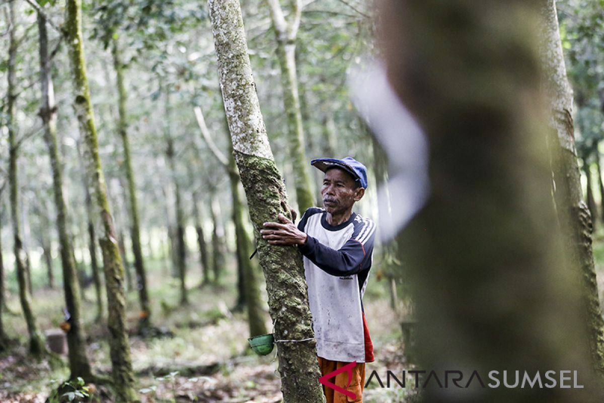 Harga karet di Sumsel Rp7.000/Kg