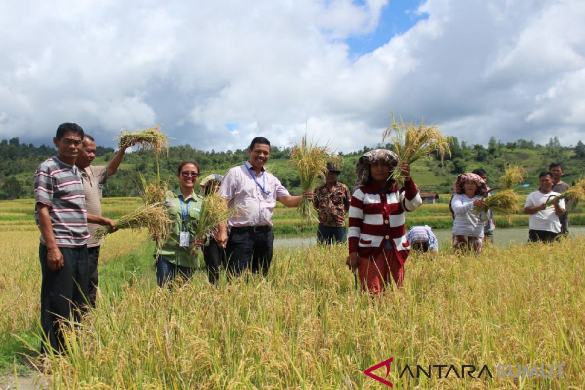 Panen padi masyarakat Huta Godung bersama TPL