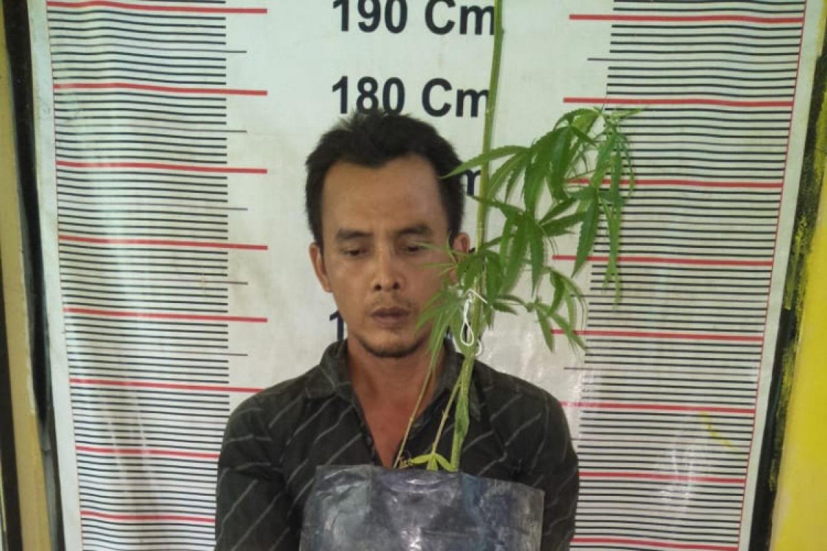 Buruh harian lepas tanam pohon ganja di dalam pot