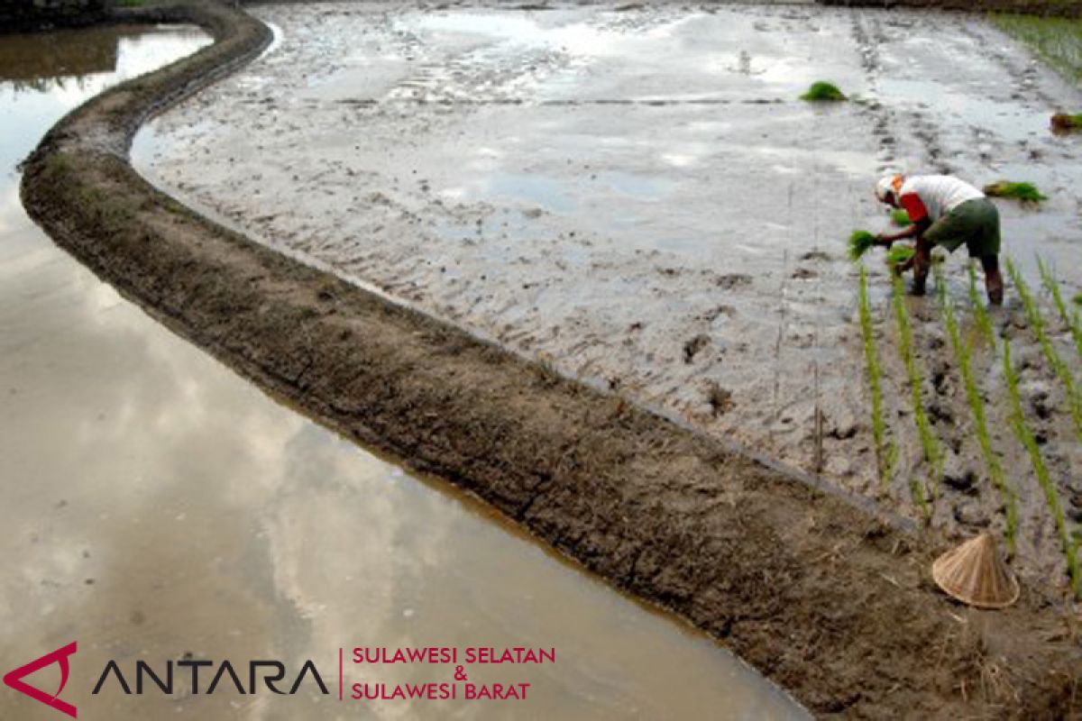 Pemkab Majene jajaki sistem pengelolaan pertanian di sidrap