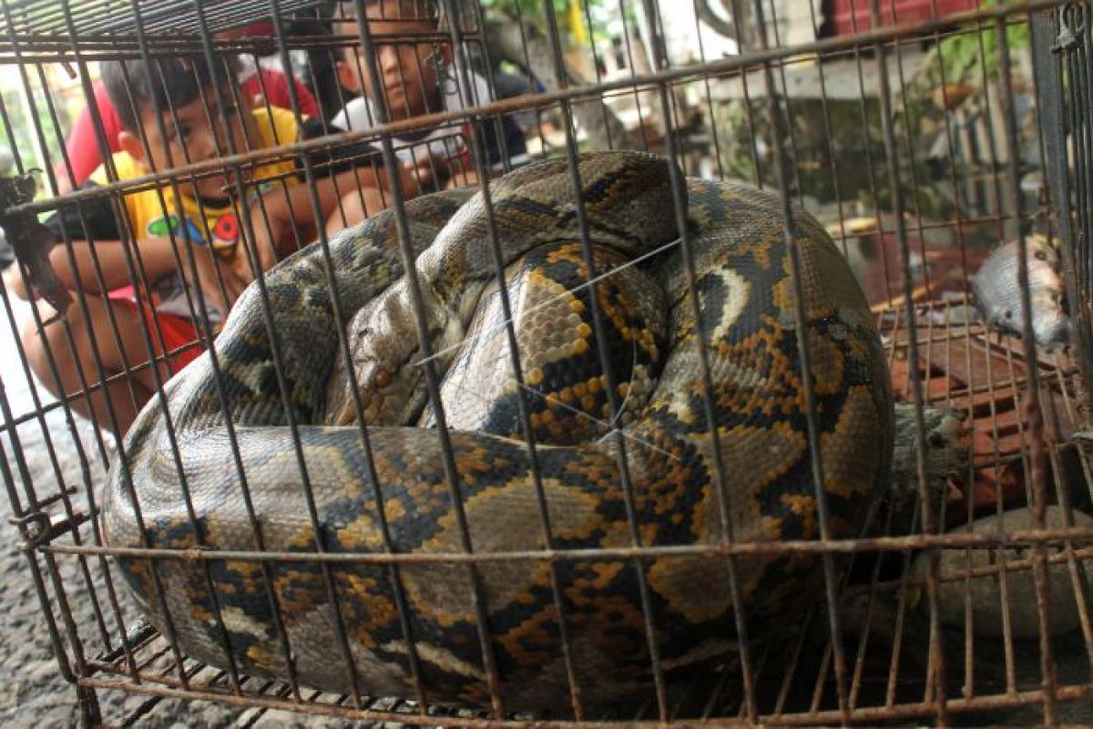 Temuan ular sanca kembang di permukiman warga