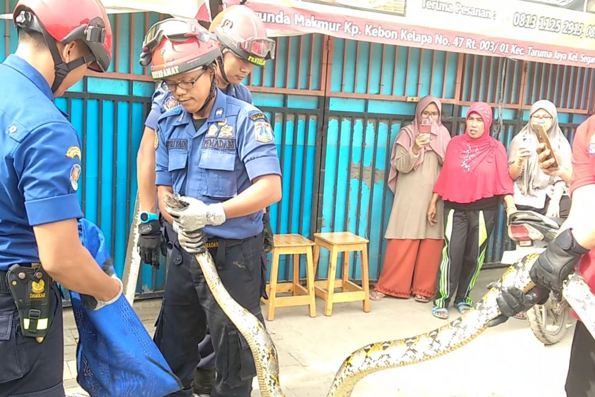 Damkar evakuasi ular sanca kembang terjebak di saluran air