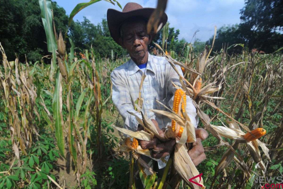 Kementan dorong petani Gunung Kidul tambah populasi jagung