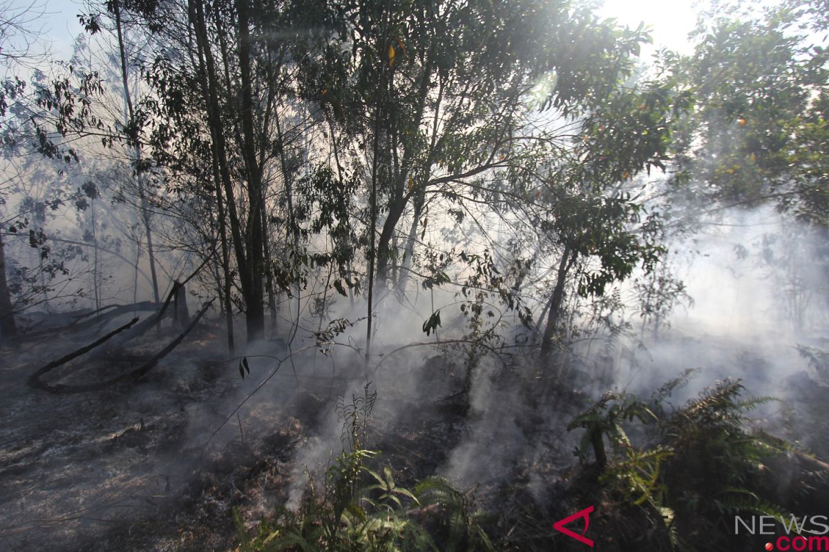 BPBD:  awal 2019 sebanyak 267,5 hektare lahan Riau terbakar