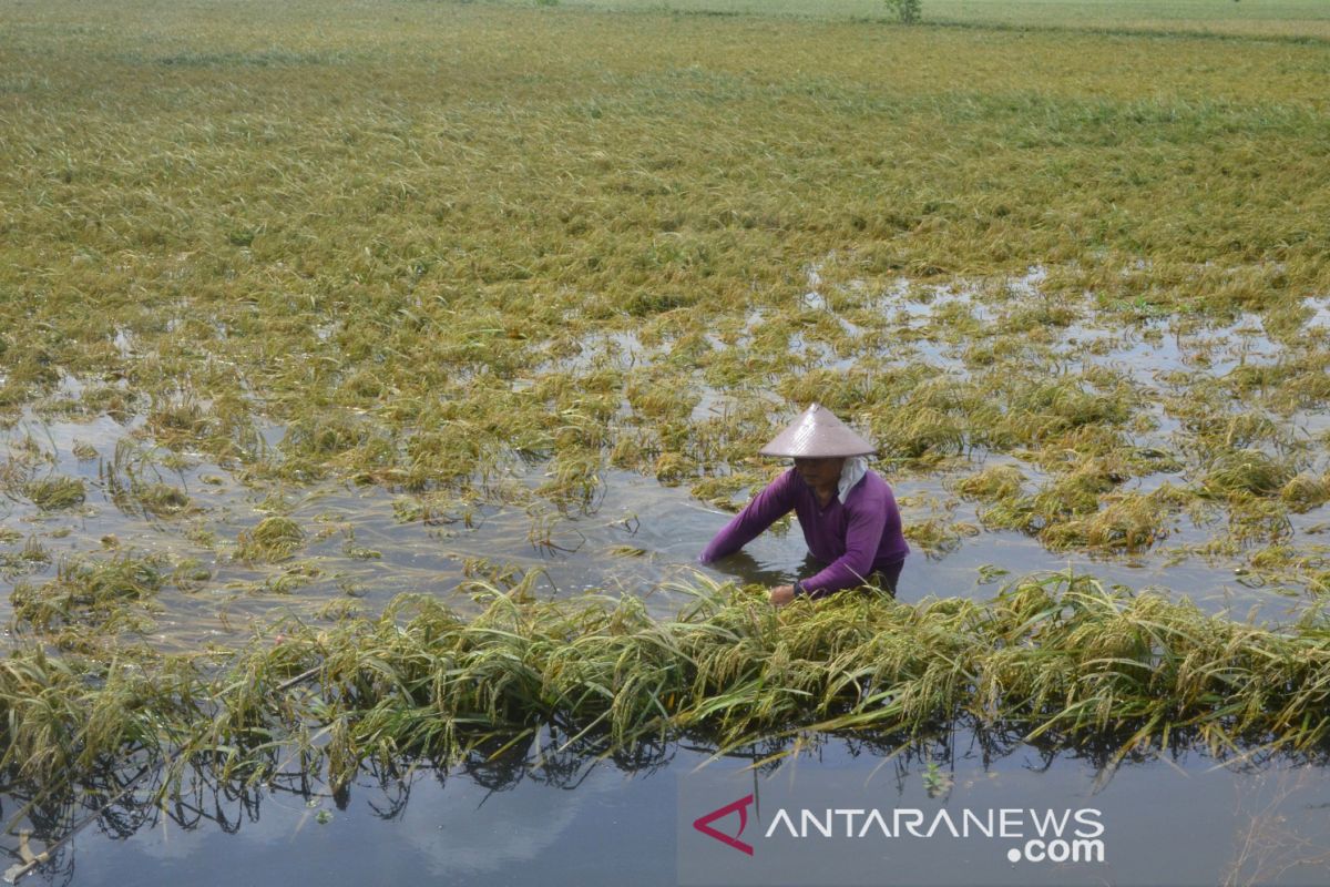 Puluhan hektare sawah terendam banjir di Musi Rawas Utara