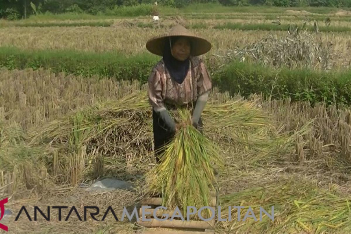 Bernas Malaysia berminat impor beras dari Bulog