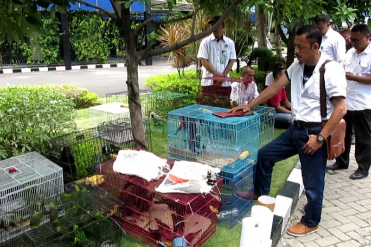 Polisi Ungkap Penyelundupan Ratusan Burung asal Papua