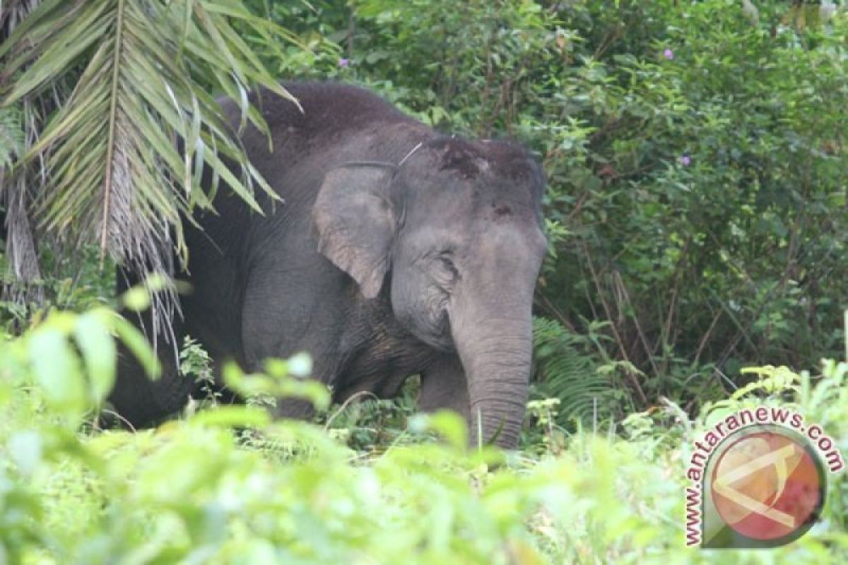 Kawanan gajah liar rusak tanaman warga Lampung Barat