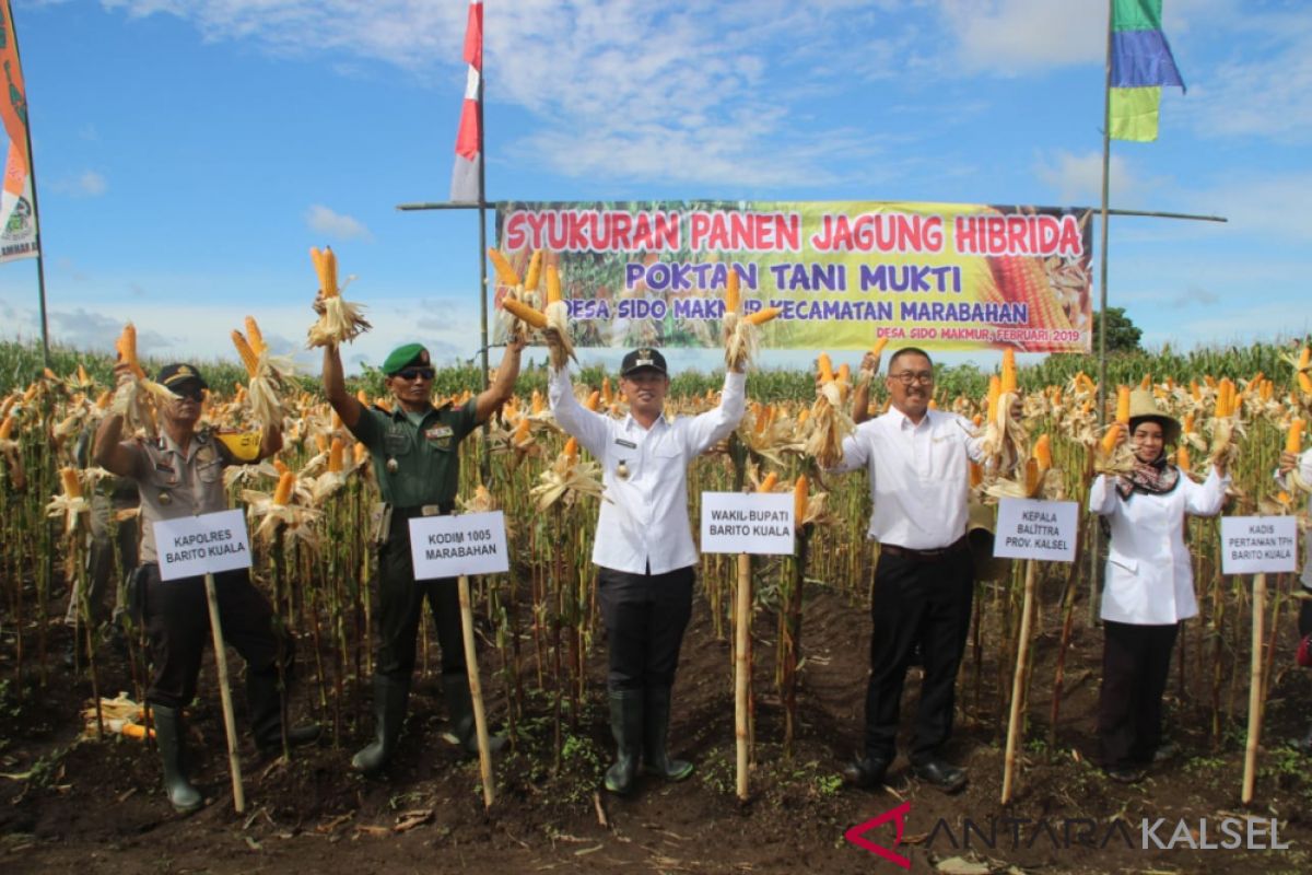 Luas tanam jagung  Batola  2.020 hektare