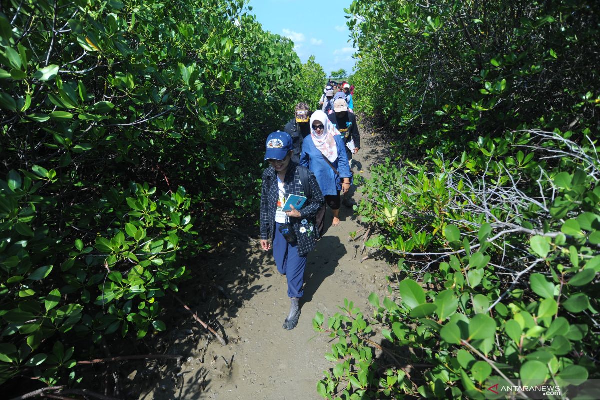 Majene miliki obyek wisata Tracking Mangrove Rewataa