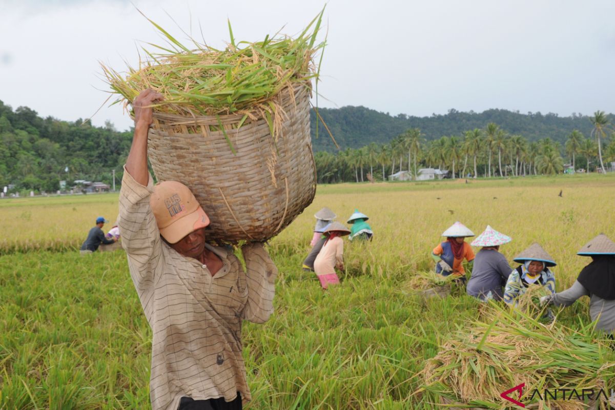 Pengamat: Dampak COVID-19, permintaan sektor pertanian Kalbar menurun