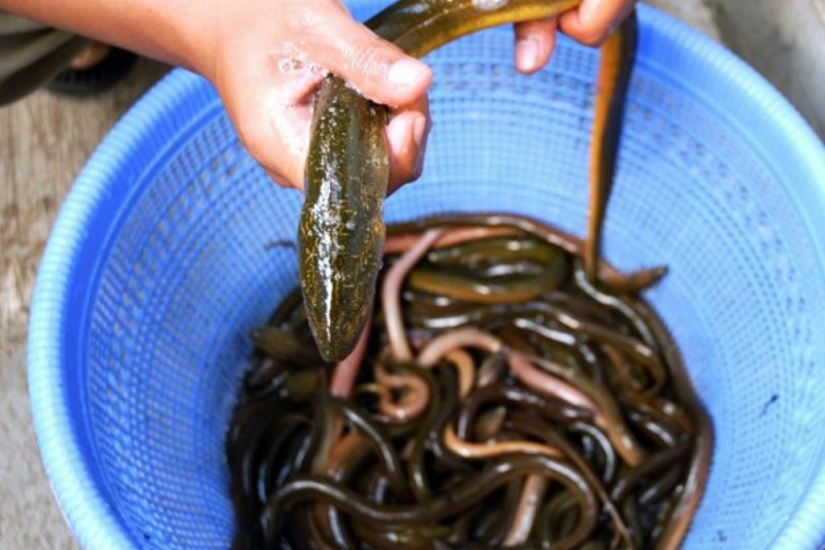 Musim penghujan tangkapan belut di Kumpeh Muarojambi tinggi