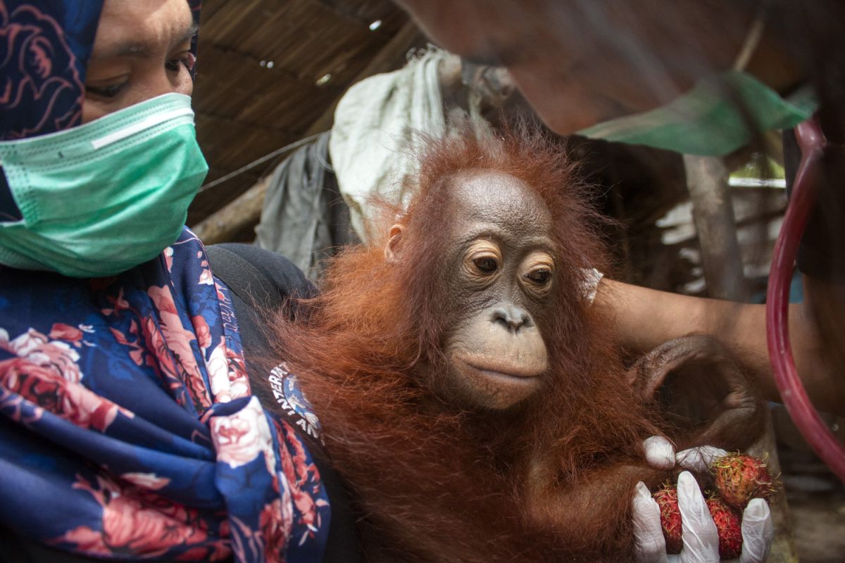 IAR Indonesia BKSDA Kalbar selamatkan bayi orangutan