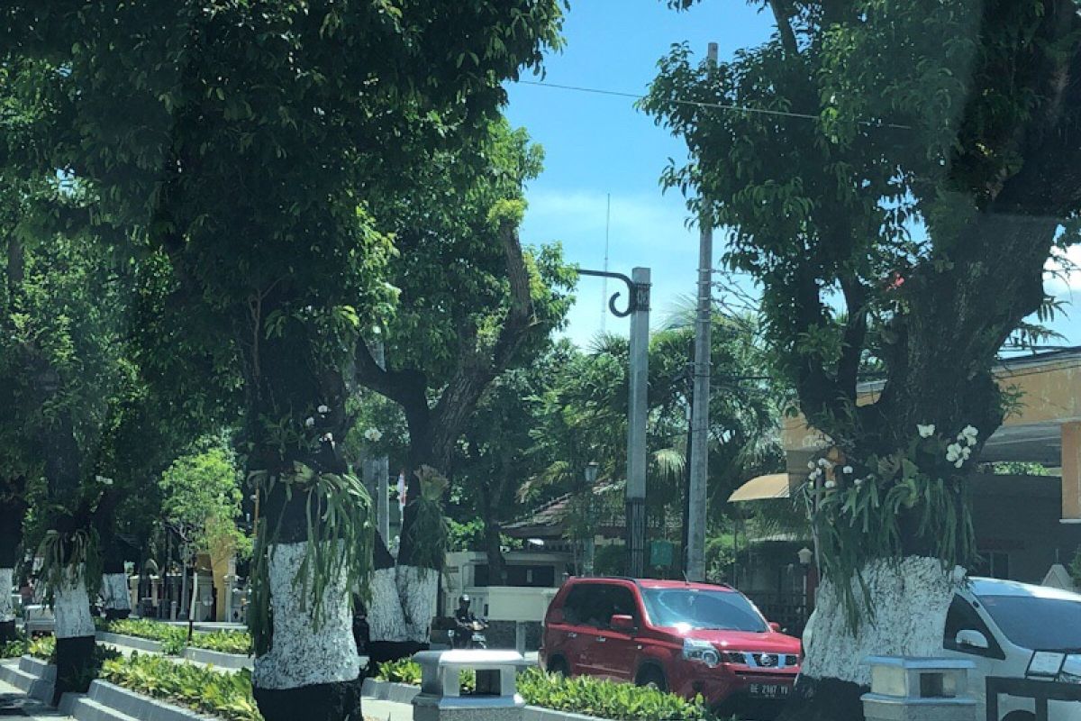 Anggrek di boulevard Kotabaru Yogyakarta hilang