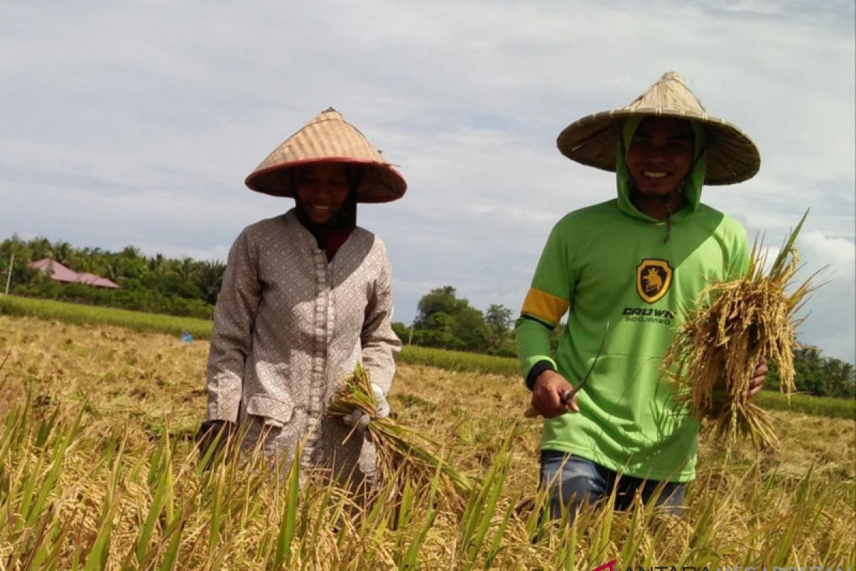 Kementerian Pertanian minta penjual benih padi ilegal ditangkap