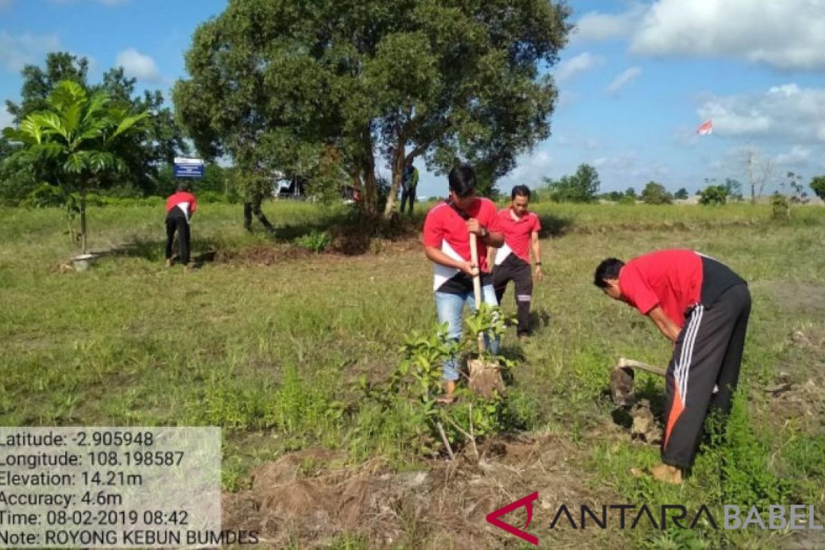 BUMDes Selinsing-PT Timah kembangkan 13 tanaman buah